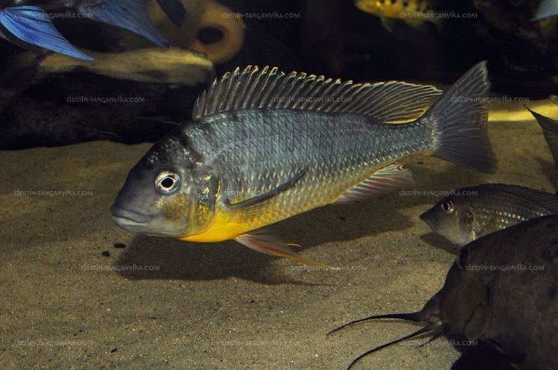 Limnotilapia dardennii
